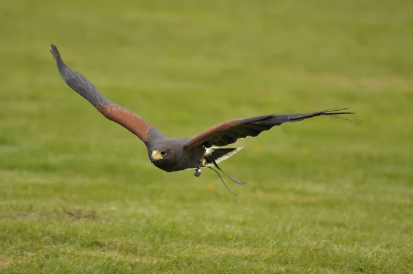 Harris 'in şahin Parabuteo unicinctus' u şahinlikte