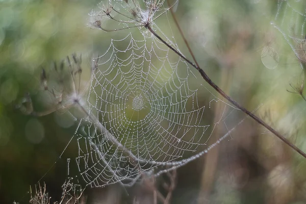 Morgentau Auf Einem Spinnennetz Nahaufnahme — Stockfoto