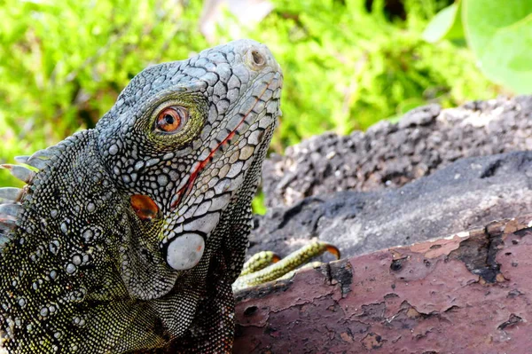 Iguana Salvaje Primer Plano —  Fotos de Stock
