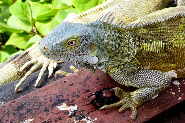 Iguana Salvaje Primer Plano —  Fotos de Stock