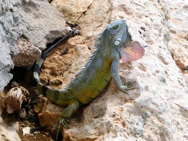 Iguana Salvaje Primer Plano —  Fotos de Stock