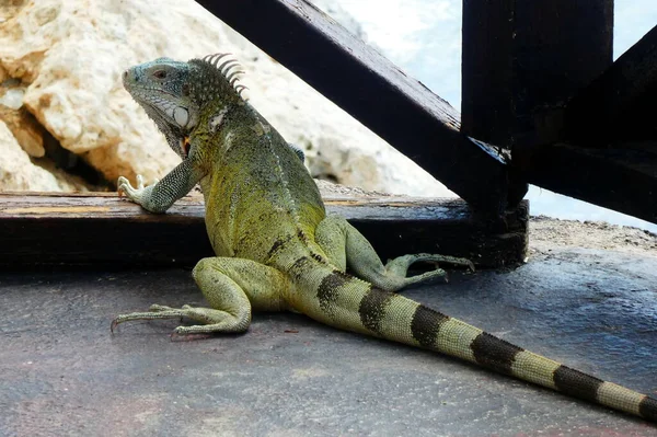 Iguana Salvaje Primer Plano —  Fotos de Stock