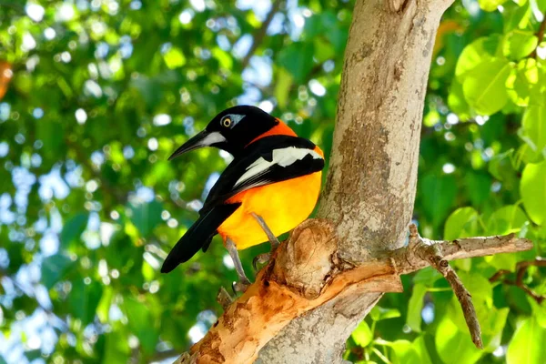 Černý Oranžový Pták Sedí Větvi — Stock fotografie