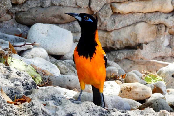 Černý Oranžový Pták Sedí Kamenité Zemi — Stock fotografie