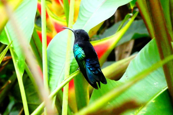 小さなハチドリは植物の上に座っている — ストック写真