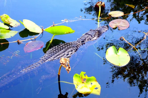 Grote Alligator Drijft Helder Water Bij Everglades National Park — Stockfoto