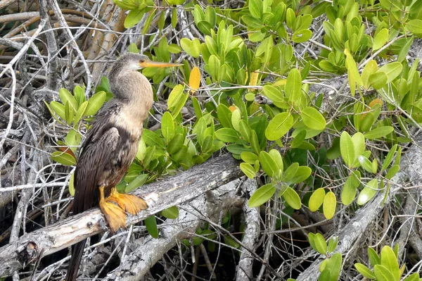 Velká Kachna Sedí Větvi Národním Parku Everglades — Stock fotografie