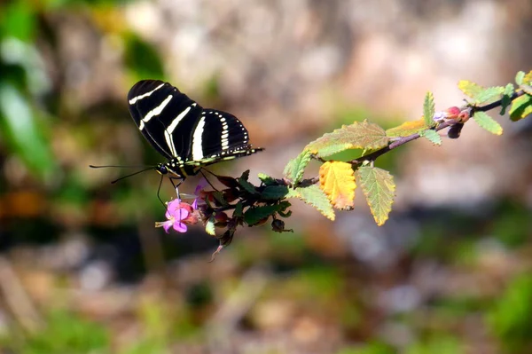 Sárga Fekete Pillangó Közelről Egy Növény — Stock Fotó