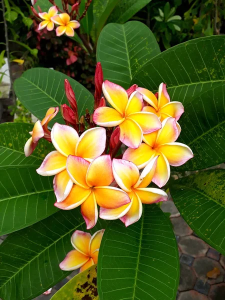 Gul Hawaiian Blommor Mellan Gröna Blad — Stockfoto