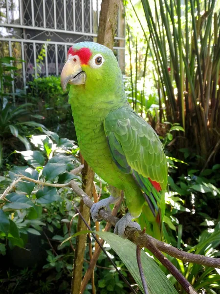 Happy Green Parrot Branch — Stock Photo, Image
