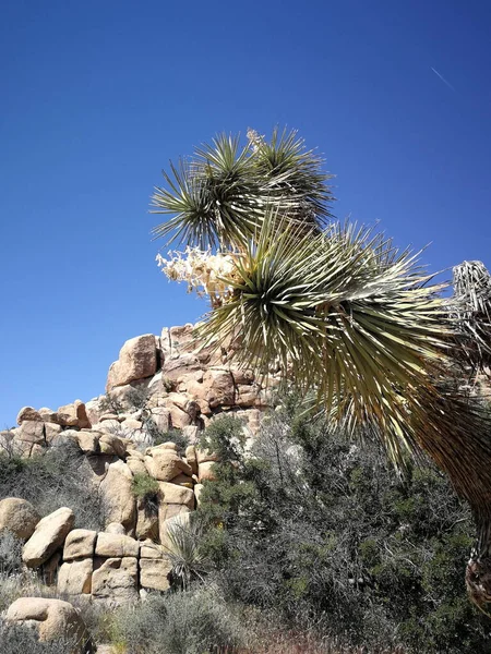 Joshua Tree Nationalpark Panorama Mit Tiefblauem Himmel — Stockfoto