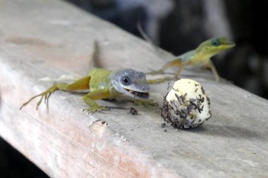 Vahşi doğada muz yiyen kertenkeleler