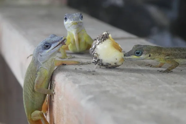 Geckos Vida Silvestre Comiendo Plátano —  Fotos de Stock