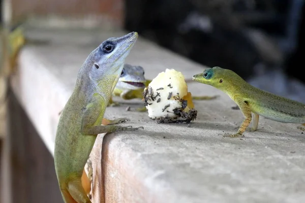 Geckos Vida Silvestre Comiendo Plátano —  Fotos de Stock