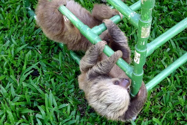 Preguiça Bebê Pequeno Bonito Costa Rica — Fotografia de Stock