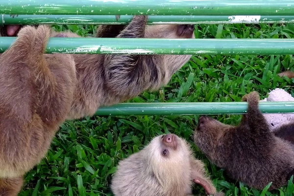 コスタリカのゆっくりとした聖域でかわいい赤ちゃんのスラス — ストック写真