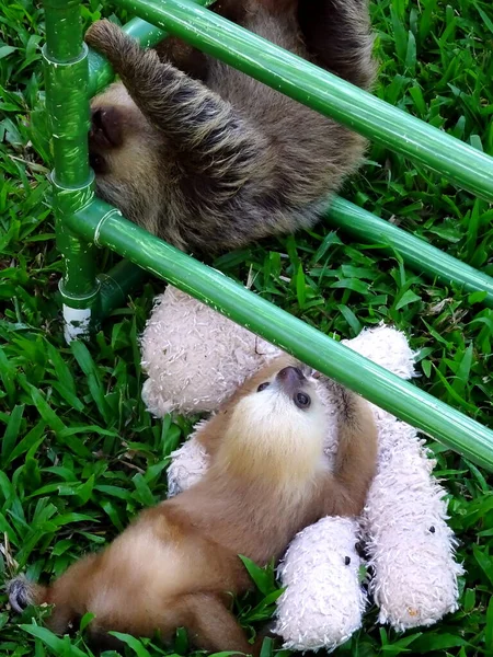 Cute little baby sloth at sloth sanctuary, Costa Rica