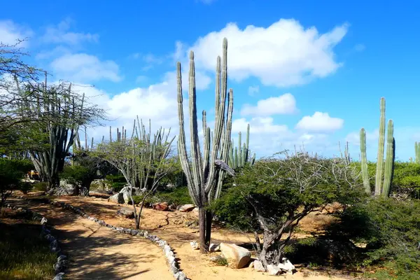 Kaktus Der Wüste Mit Blauem Himmel Aruba — Stockfoto
