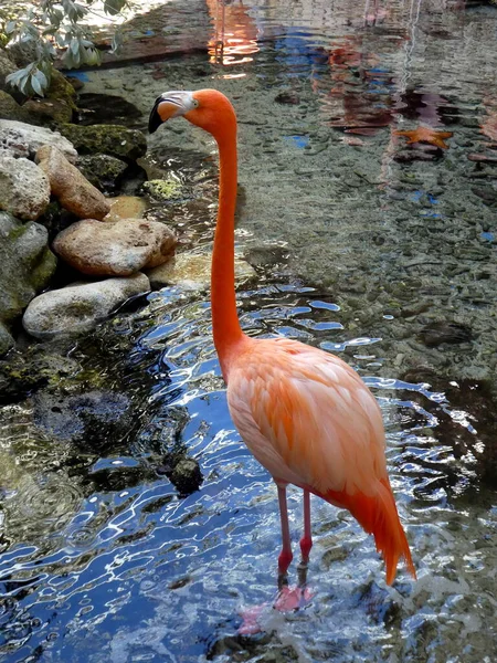 Flamant Rose Tient Avec Pied Dans Eau — Photo