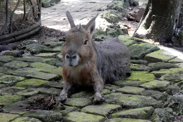 マーラはバルバドスの石の地面に座っている — ストック写真