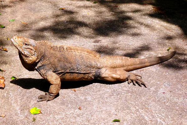 Gran Reptil Marrón Suelo Barbados —  Fotos de Stock