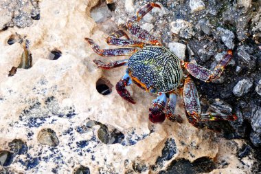 Curacao, Karayipler 'de taşlık bir zeminde bir sürü büyük pislik var.