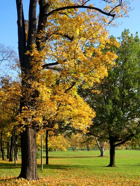 Herbstpanorama Nachmittag Deutschland — Stockfoto