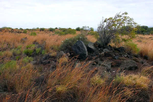 Kakteen Und Pflanzen Auf Vulkanboden Teneriffa — Stockfoto