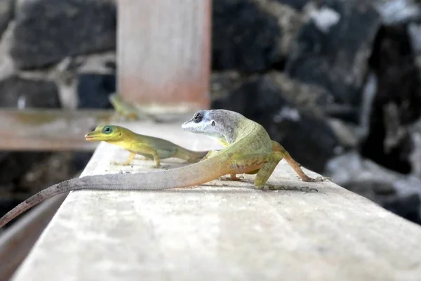 Primer Plano Dos Hermosos Pequeños Geckos Verdes —  Fotos de Stock