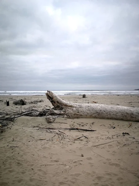 Дерево Берегу Орегонского Моря Облачным Небом — стоковое фото
