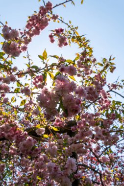 Bahar havası, ağaçlardaki çiçekler, kiraz, badem, saksafon, elbise, Almanya