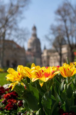 Dresden 'de bahar havası, kadınımızın kilisesi, saksafon, Almanya