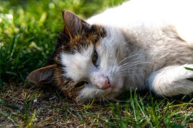 Bahçede kedimle oynuyorum, taç giyme zamanı, evde kal.