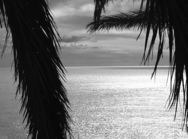 Sahilde palmiye ağaçları