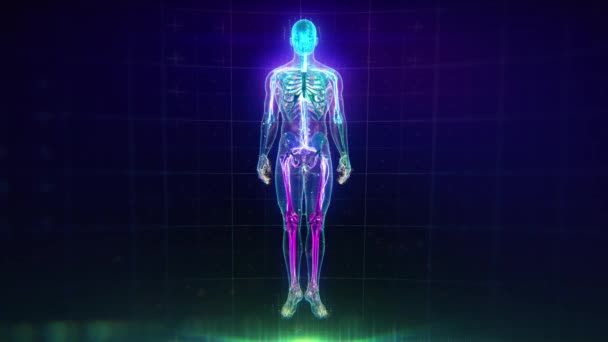 Colorful Human Body animation with flares and particles showing veins, bones, organs and skin. Plexus. Futuristic and Artistic concept of human anatomy. Full Body Circulatory System. 4K UHD — Stock Footage Colorful Human Body Animation Flares Particles Showing Veins Bones Organs Video Clip