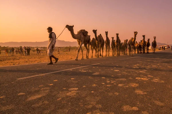 PUSHKAR Deve Fuarında Akşamlar
