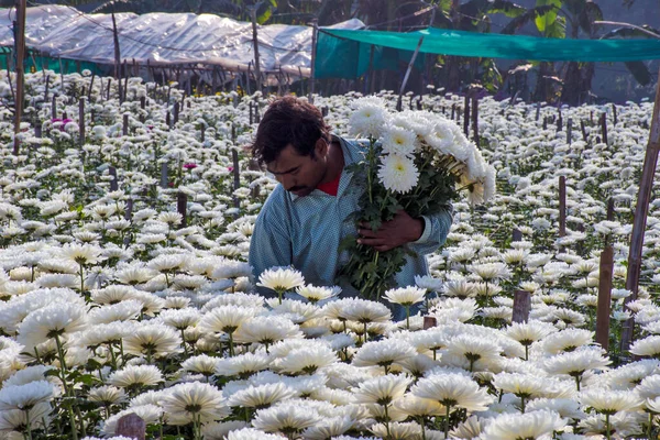 Medinipore West Bengal Hindistan: 27 Ocak 2020: Beyaz Kasımpatı 'da (Bengal' de Chandramallika olarak bilinir) çiçek çiftliği.