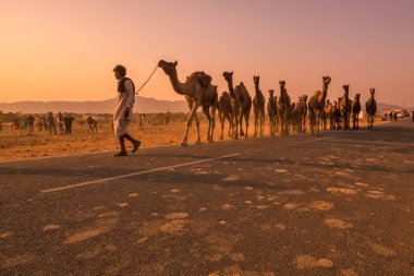 Rajasthan Hindistan 'da deve taşıyıcısı ve canlı stok.