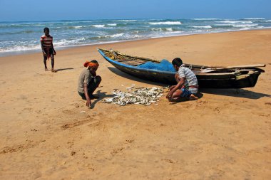 Balıkçılar Puri Sea Beach Odisha 'da balık ağlarından ayırıyor..
