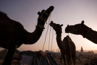 Develerin siluet portresi