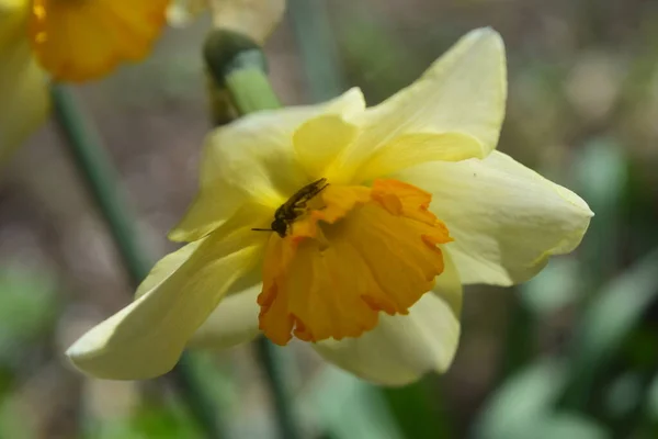 Daffodil Flower Bee — Stock Photo, Image