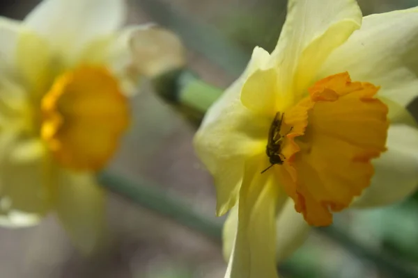 Flor Narciso Abeja Primavera — Foto de Stock