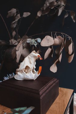 Gerçek kunduz kafatası, klasik sanatsal iç kısımlarda koyu renkli renklerde.