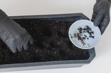 Bir kadın bahçe penceresinin eşiğine tohum ekiyor. Sağlıklı beslenme veganlığı