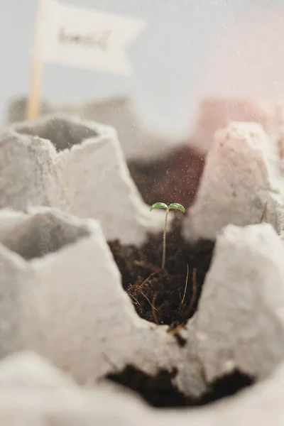 Kleine Plats Groeien Kartonnen Kippeneierdoos Zwarte Grond Breek Biologisch Afbreekbare — Stockfoto