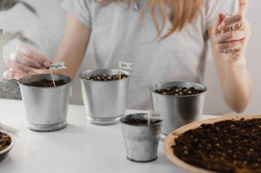 Bir kız sprey şişesinden mikroyeşil lahanalar püskürtüyor. Genç filizler, süper yiyecekler. Ev yapımı mikroçimler, bahçe işleri..