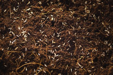 Su teresi salatası ekiyorum. Sağlıklı beslenme kavramı. Ev yapımı süper yemek. Sağlıklı beslenme kavramı.