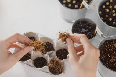 Mikro yeşil püskürtüyorum. Yağmur yağıyor. Mikro sebze tohumlarını eve ektim. Sağlıklı beslenme ve doğal vitaminler. Karantina dönemi için evde bir hobi. Pencere kenarındaki bahçe.