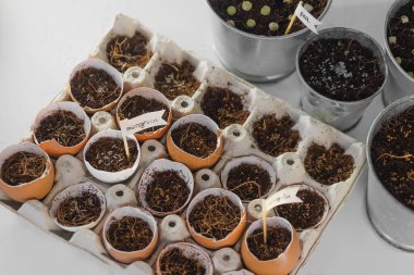 Mikro yeşil püskürtüyorum. Yağmur yağıyor. Mikro sebze tohumlarını eve ektim. Sağlıklı beslenme ve doğal vitaminler. Karantina dönemi için evde bir hobi. Pencere kenarındaki bahçe.