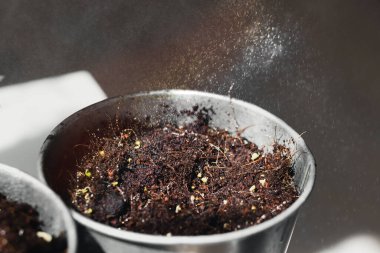 Mikro yeşil püskürtüyorum. Yağmur yağıyor. Mikro sebze tohumlarını eve ektim. Sağlıklı beslenme ve doğal vitaminler. Karantina dönemi için evde bir hobi. Pencere kenarındaki bahçe.